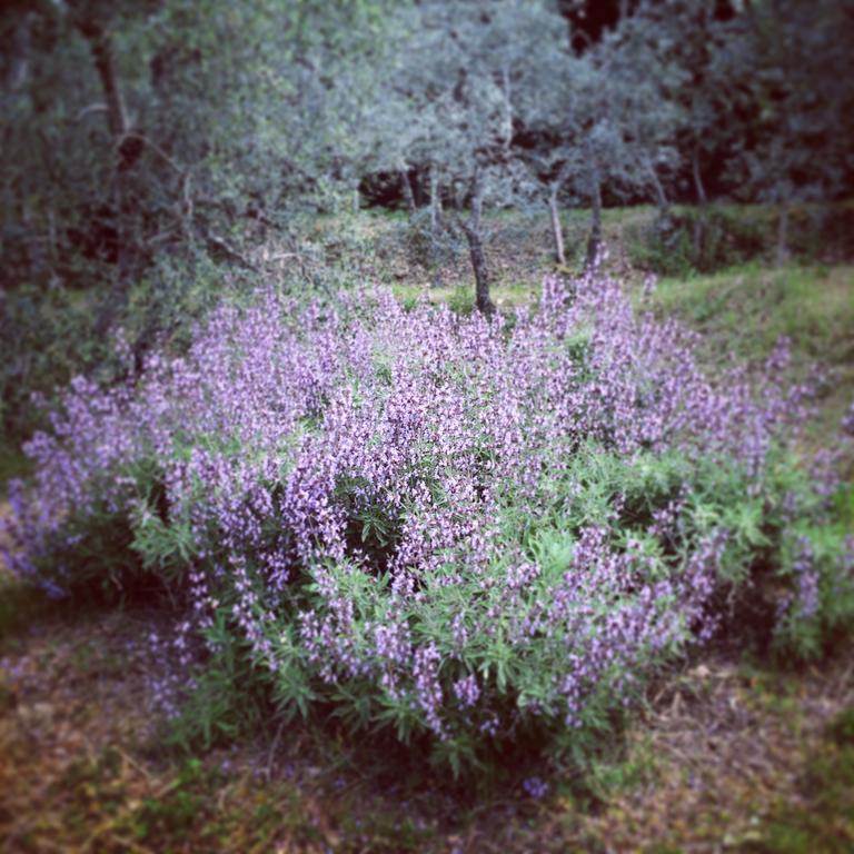 סנטה לוצ'ה La Locanda Del Barbagianni מראה חיצוני תמונה